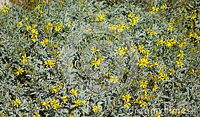 Desert Brittlebush Blooming Stock Photo