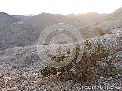 desert bush Stock Photo