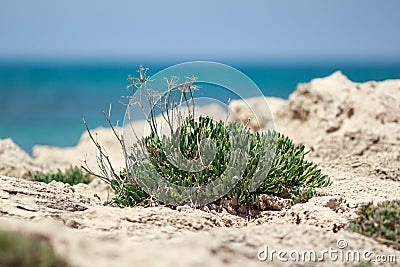 Desert bush Stock Photo