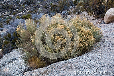 Desert bush in the Red Rock Canyon National Conservation Area, U Stock Photo