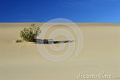 Desert bush on a sand dune Stock Photo