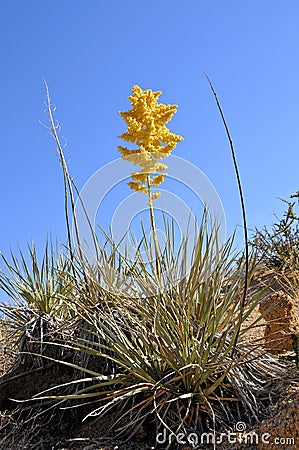 Desert Cactus Blossoming Stock Photo