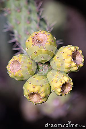 Desert Botanical Garden Phoenix, Arizona, United States Stock Photo
