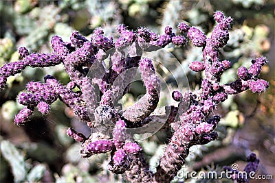 Desert Botanical Garden Phoenix, Arizona, United States Stock Photo