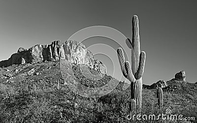 Desert cactus and mountain panorama Stock Photo