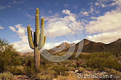 Desert cactus and mountains landscape Stock Photo