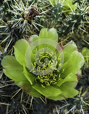 Desert cactus yellow waxy wildflower Stock Photo