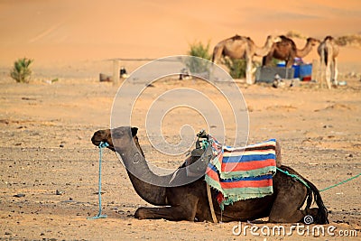 Desert camel Editorial Stock Photo