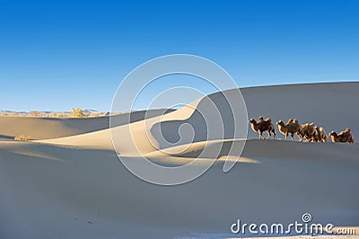 The desert Stock Photo