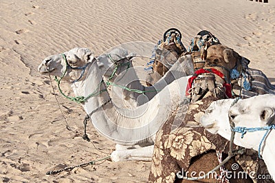 Desert camels Stock Photo