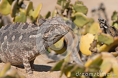 Desert chameleon Stock Photo