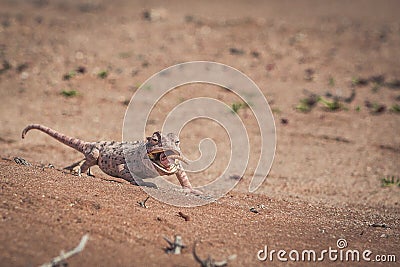 Desert chameleon having a mealworm snack Stock Photo