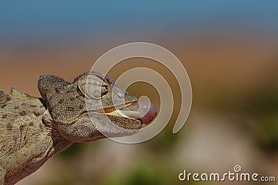 Desert Chameleon preparing to shoot Stock Photo