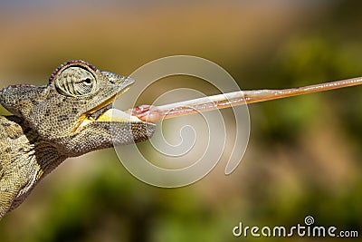 Desert Chameleon with shooting tongue Stock Photo