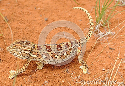 A desert chameleon in the Namib Desert Stock Photo