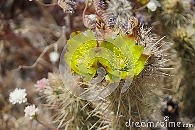 Desert Cholla in Bloom Stock Photo