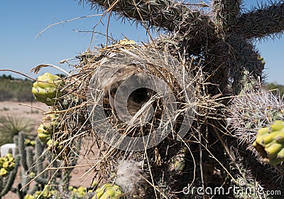 Desert Cholla Cactus, bird nest in New Mexico. Stock Photo
