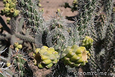 Desert Cholla cactus fruit cluster of two. Stock Photo