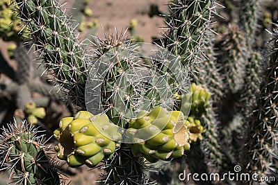 Desert Cholla fruit cluster of two in the fall. Stock Photo