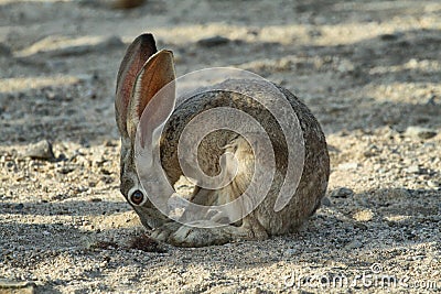 Desert Cottontail Rabbit in Joshua Tree National Park, Stock Photo