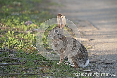 Desert Cottontail Rabbit Sylvilagus audubonii in the Meadow Stock Photo