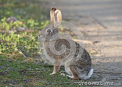 Desert Cottontail Rabbit Sylvilagus audubonii in the Meadow Stock Photo