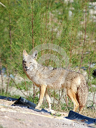 Desert Coyote Stock Photo