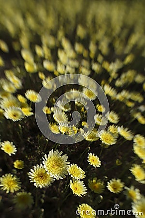 Desert Dandelion abstract in Joshua Tree National Park, California Stock Photo