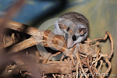 Desert dormouse Stock Photo