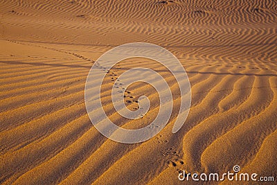 Desert dune with trace of jerboa Stock Photo