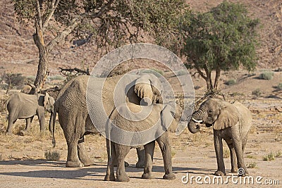 Desert Elephant Calves Greeting with Trunks Stock Photo