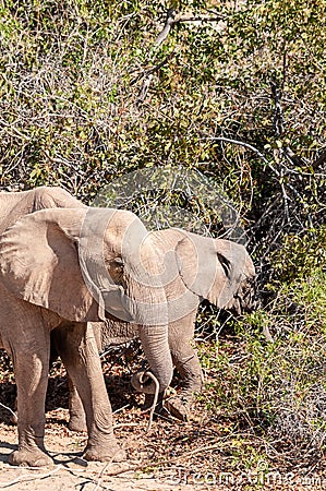 Desert Elephant in Namibia Stock Photo