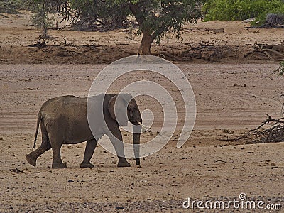 Desert Elephant walking in an ephemeral river bed Namibia Stock Photo