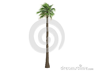 Desert Fan Palm (Washingtonia filifera) Stock Photo