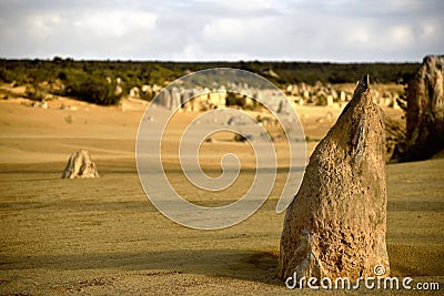 Desert forest Stock Photo