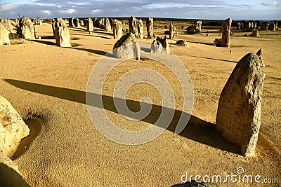 Desert forest Stock Photo