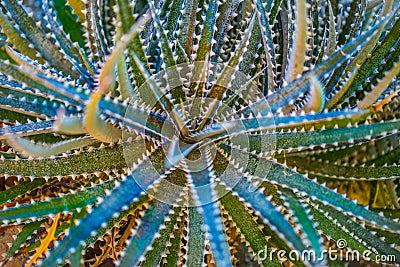 Desert garden agave Stock Photo