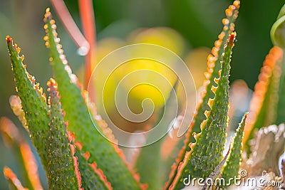 Desert garden with succulents Stock Photo