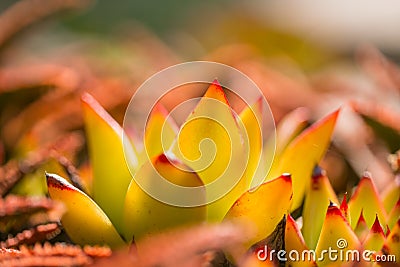 Desert garden with succulents Stock Photo