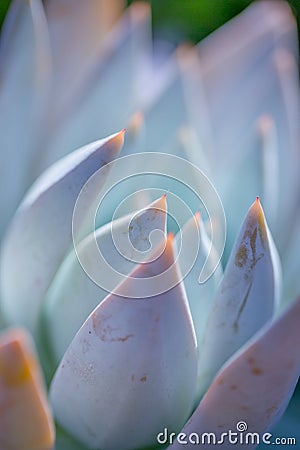 Desert garden with succulents Stock Photo