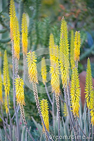 Desert garden with succulents Stock Photo