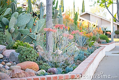 Desert garden with succulents Stock Photo