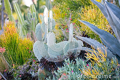 Desert garden with succulents Stock Photo