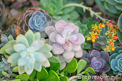 Desert garden with succulents Stock Photo