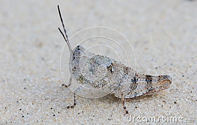 Desert grasshopper Stock Photo