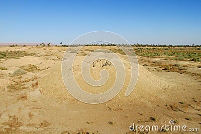 Desert ground whell Stock Photo