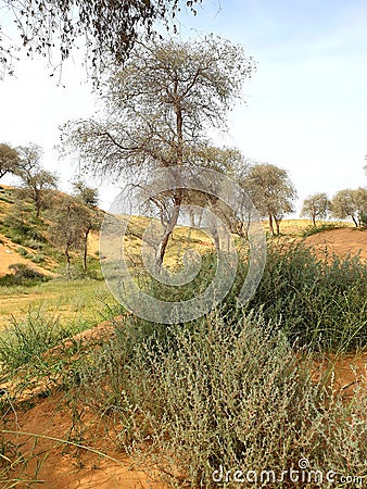 Desert herbs and ghaf trees in desert Stock Photo