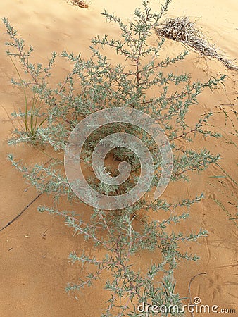 Desert herbs hes small green leaves Stock Photo