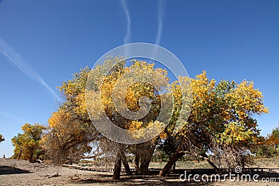 The desert hero- Ejinaqi Populus euphratica Stock Photo