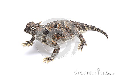 Desert horned lizard (Phrynosoma platyrhinos) Stock Photo